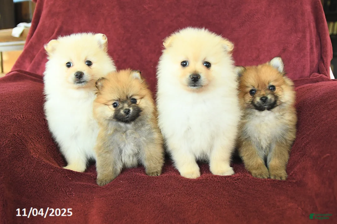 Pomeranian dogs for sale: Pickles - Ad 9