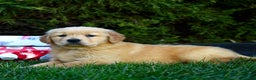 Golden Retriever dogs for sale: Ella - Ad 2