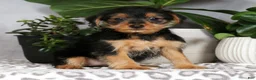 Yorkiepoo dogs for sale: Victoria - Ad 7