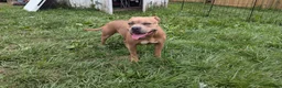 American Bully dogs for sale: American Bully Puppy 4 - Ad 2