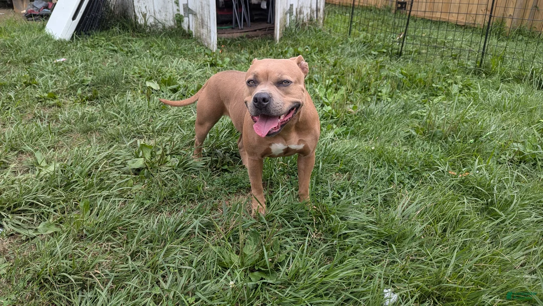 American Bully dogs for sale: American Bully Puppy 4 - Ad 2