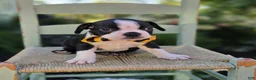 Boston Terrier dogs for sale: Dewey - Ad 4