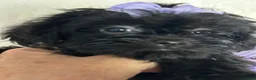 Shihpoo dogs for sale: Shihpoo 3 - Ad 2