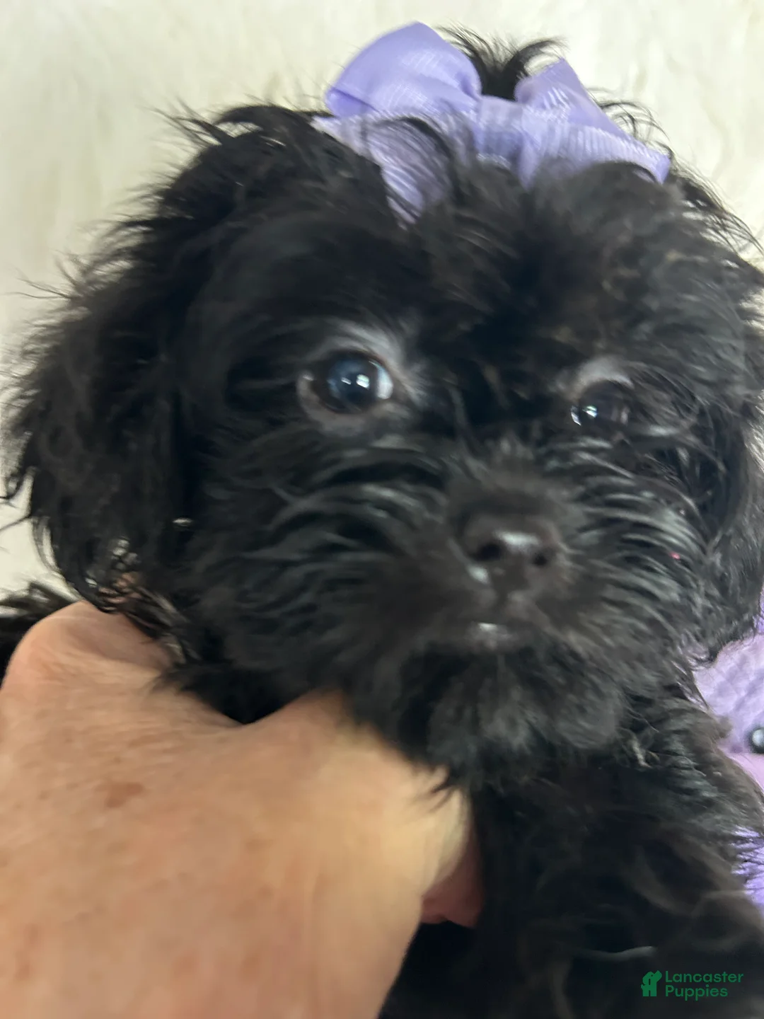 Shihpoo dogs for sale: Shihpoo 3 - Ad 2