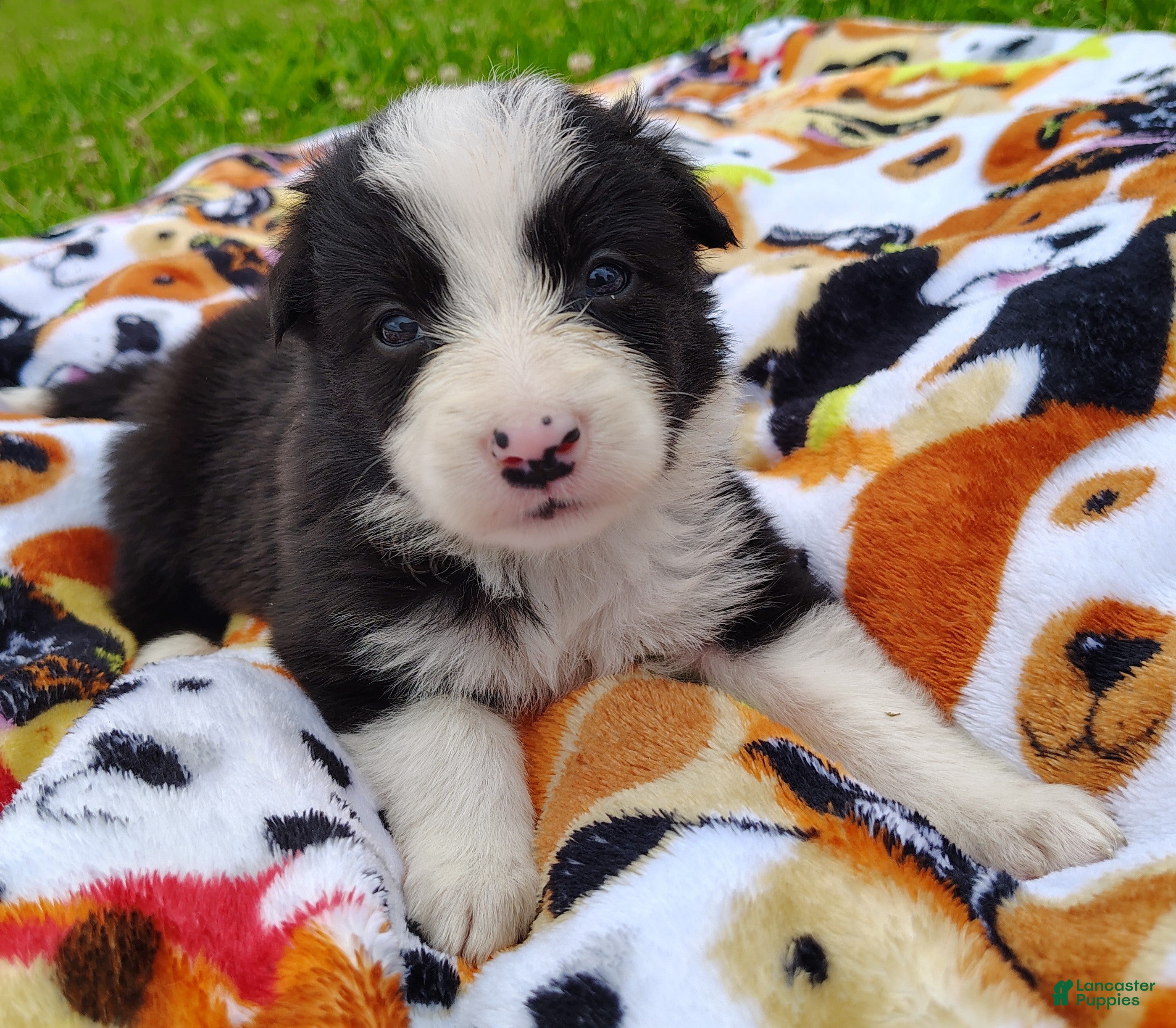 Border Collie dogs Denver - Ad 1