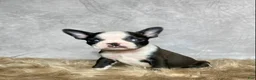 Boston Terrier dogs for sale: Charlie  - Ad 5