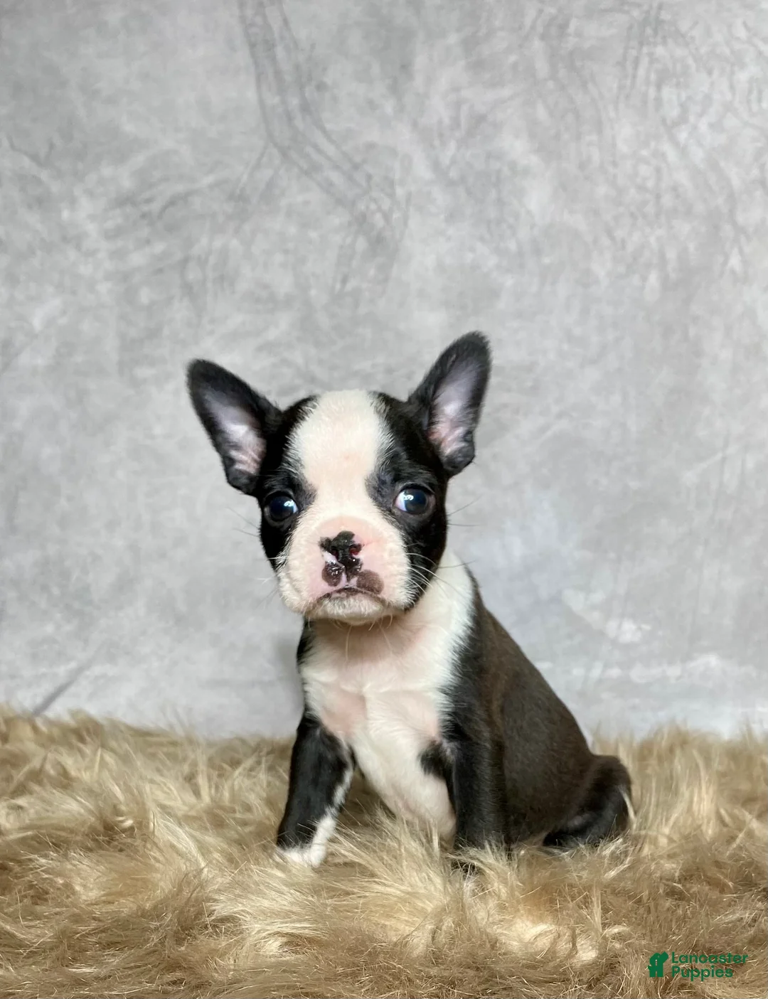 Boston Terrier dogs for sale: Charlie  - Ad 5