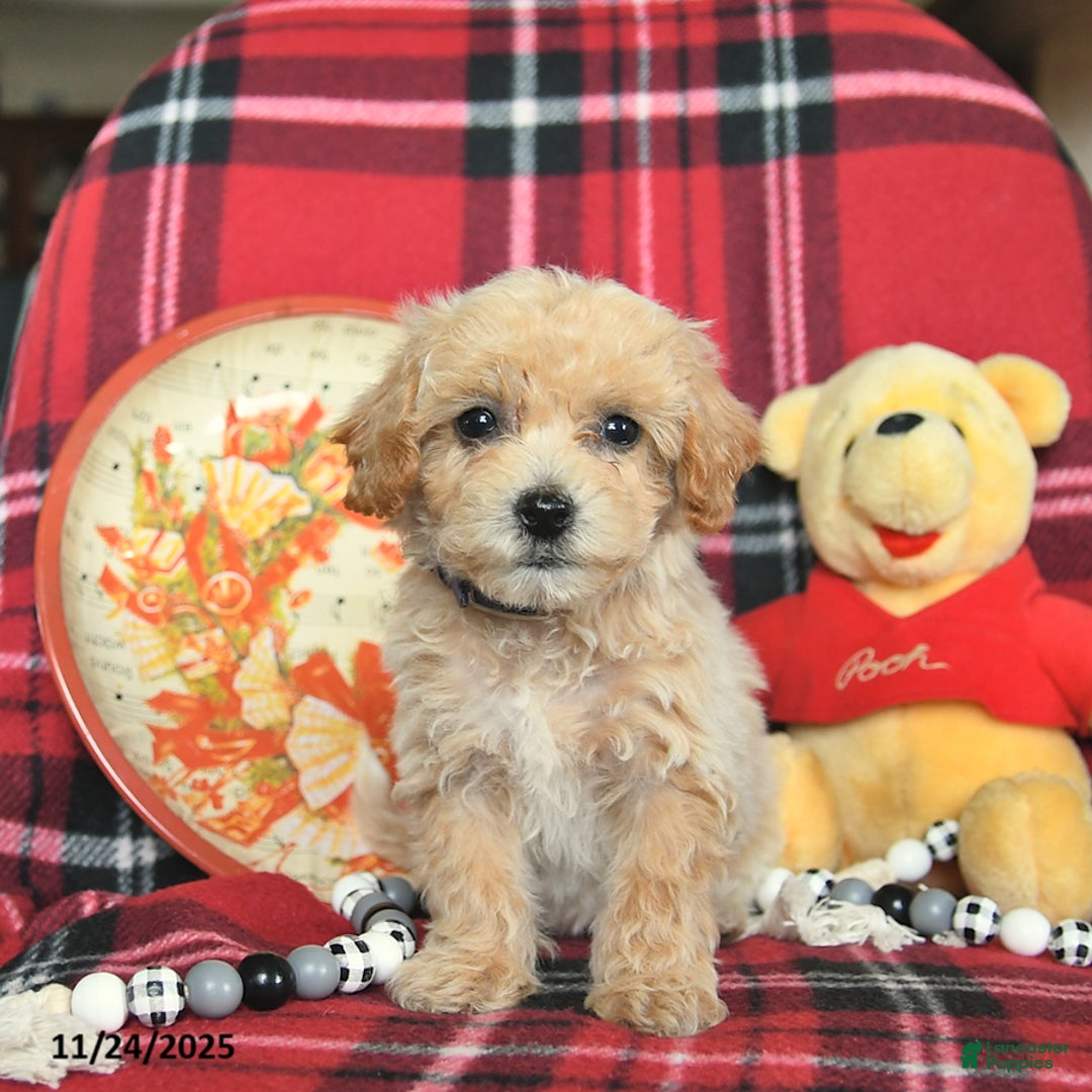 Bichpoo dogs for sale: Trixie - Ad 2
