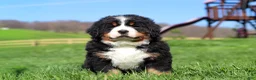 Bernese Mountain Dog dogs for sale: Drew - Ad 8