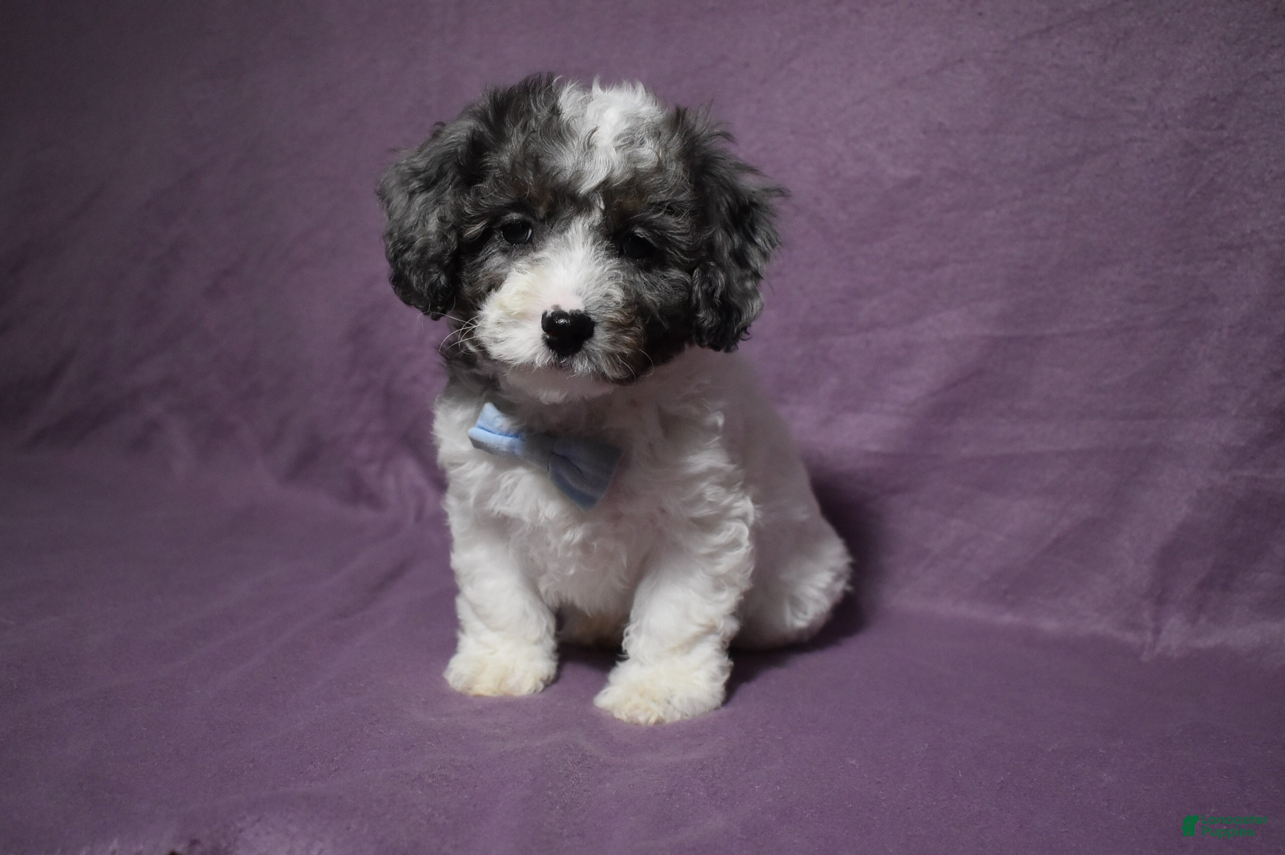 Cavachon dogs Rolex - Ad 2