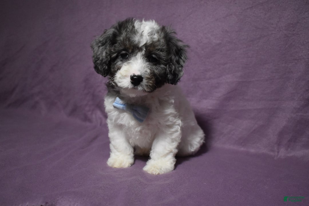 Cavachon dogs for sale: Rolex - Ad 2
