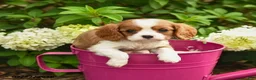Cavalier King Charles Spaniel dogs for sale: Chocolate Swirl - Ad 1