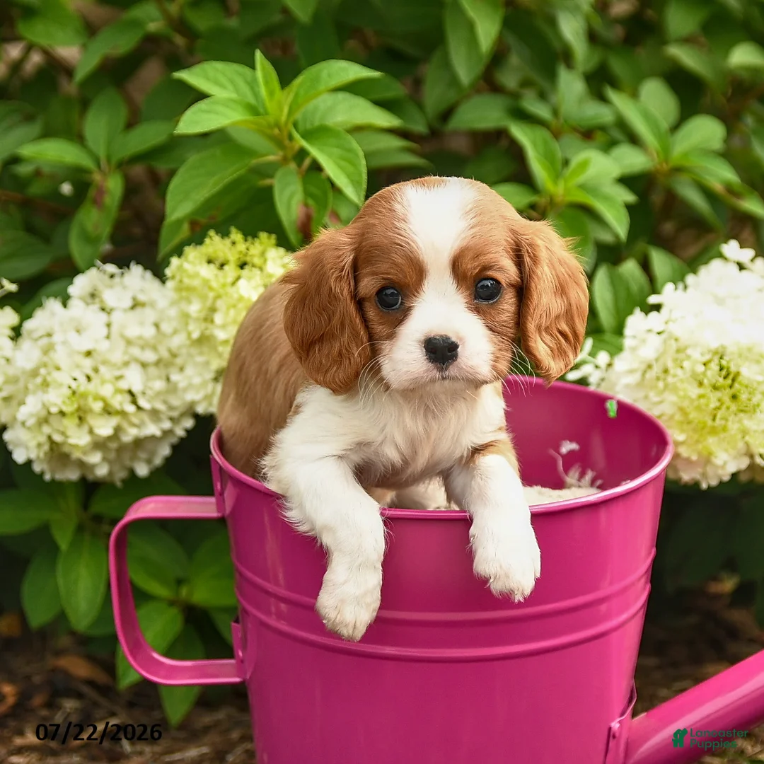 Cavalier King Charles Spaniel dogs for sale: Chocolate Swirl - Ad 1
