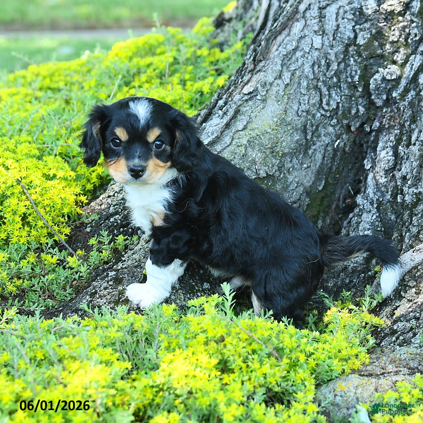 Cavapoo dogs for sale: Sterling - Ad 1