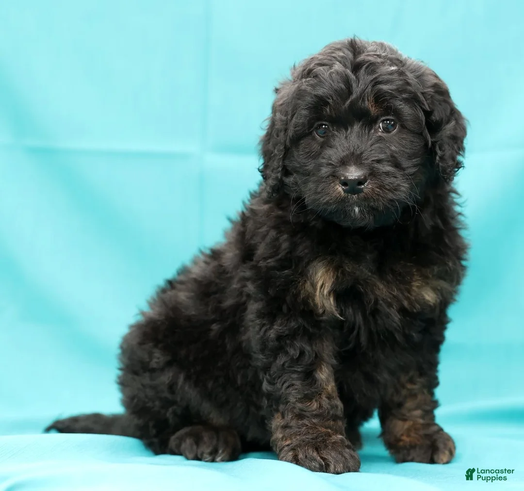 Mini Bernedoodle dogs for sale: Russ - Ad 7