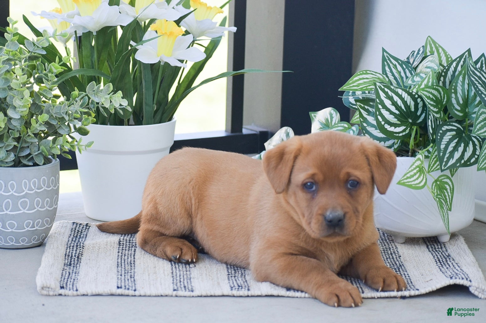 Labrador Retriever dogs Reba - Ad 2