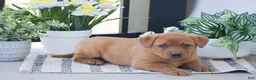 Labrador Retriever dogs for sale: Reba - Ad 2