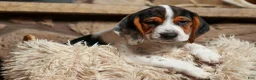 Beagle dogs for sale:  Dustin🐶 - Ad 13