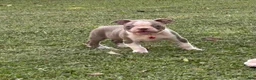 Boston Terrier dogs for sale: Dusty - Ad 6
