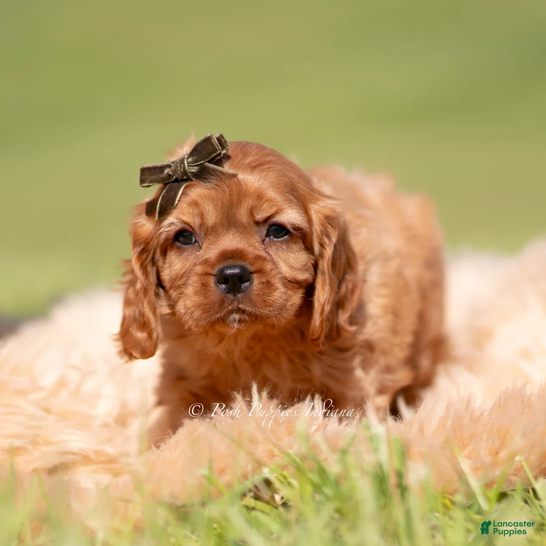 Cavalier King Charles Spaniel dogs for sale: Otis AKC - Ad 2