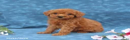 Mini Goldendoodle dogs for sale: Princess - Ad 5