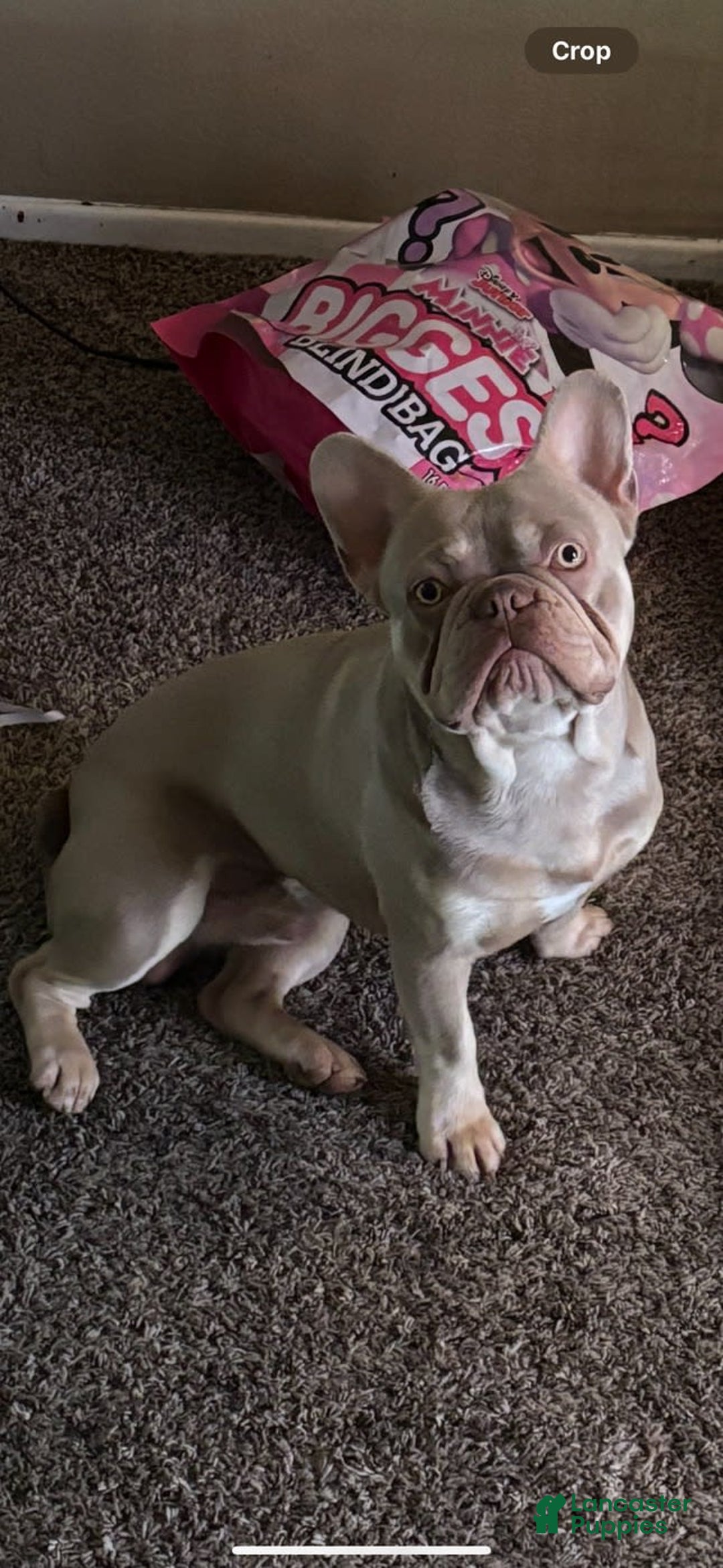 French Bulldog dogs for sale: Blue - Ad 5