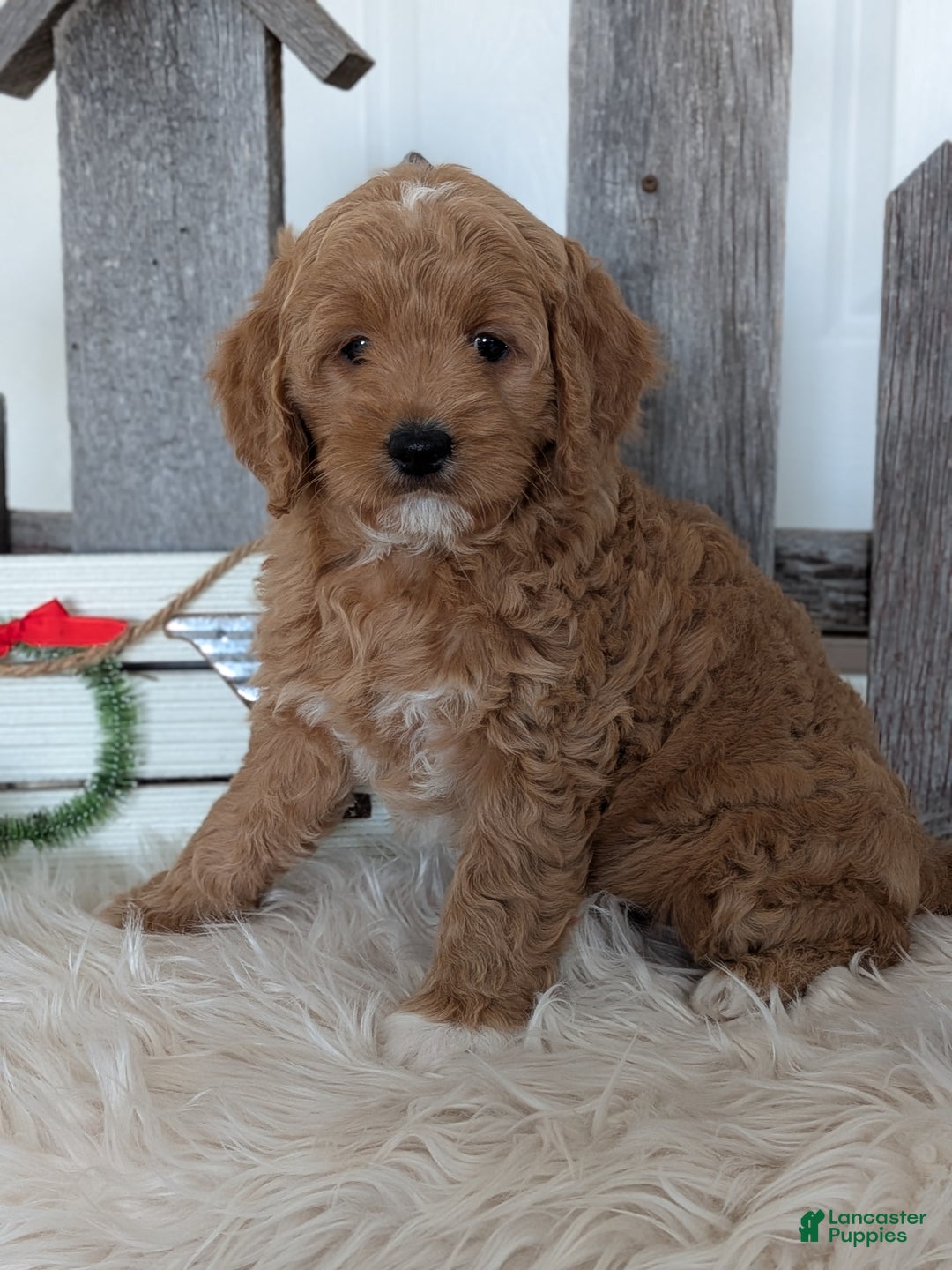 Goldendoodle dogs for sale: Buttons  - Ad 2