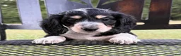 Dachshund dogs for sale: Star - Ad 1