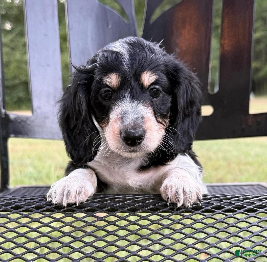 Dachshund dogs for sale: Star - Ad 1