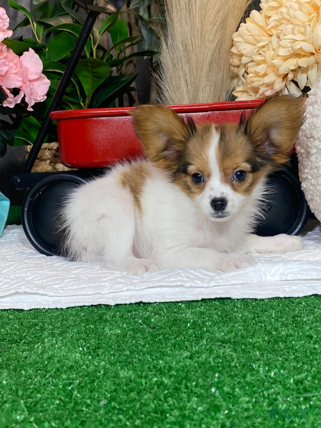 Papillon dogs for sale: Riane - Ad 2