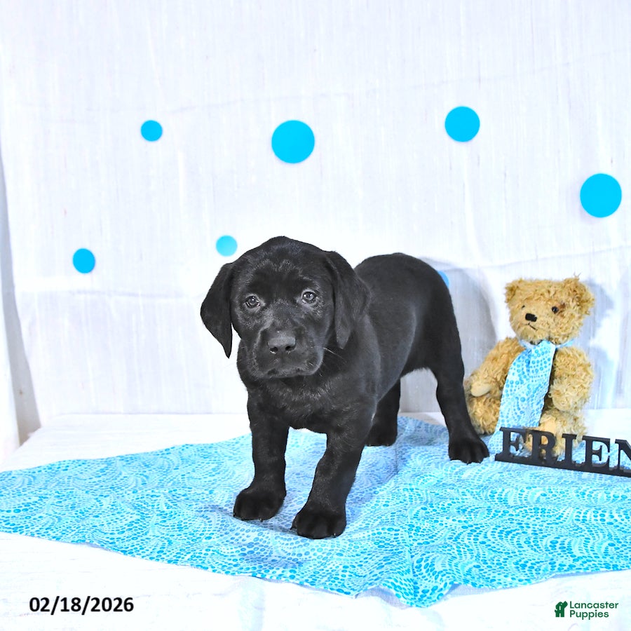 Labrador Retriever dogs Perry  - Ad 2