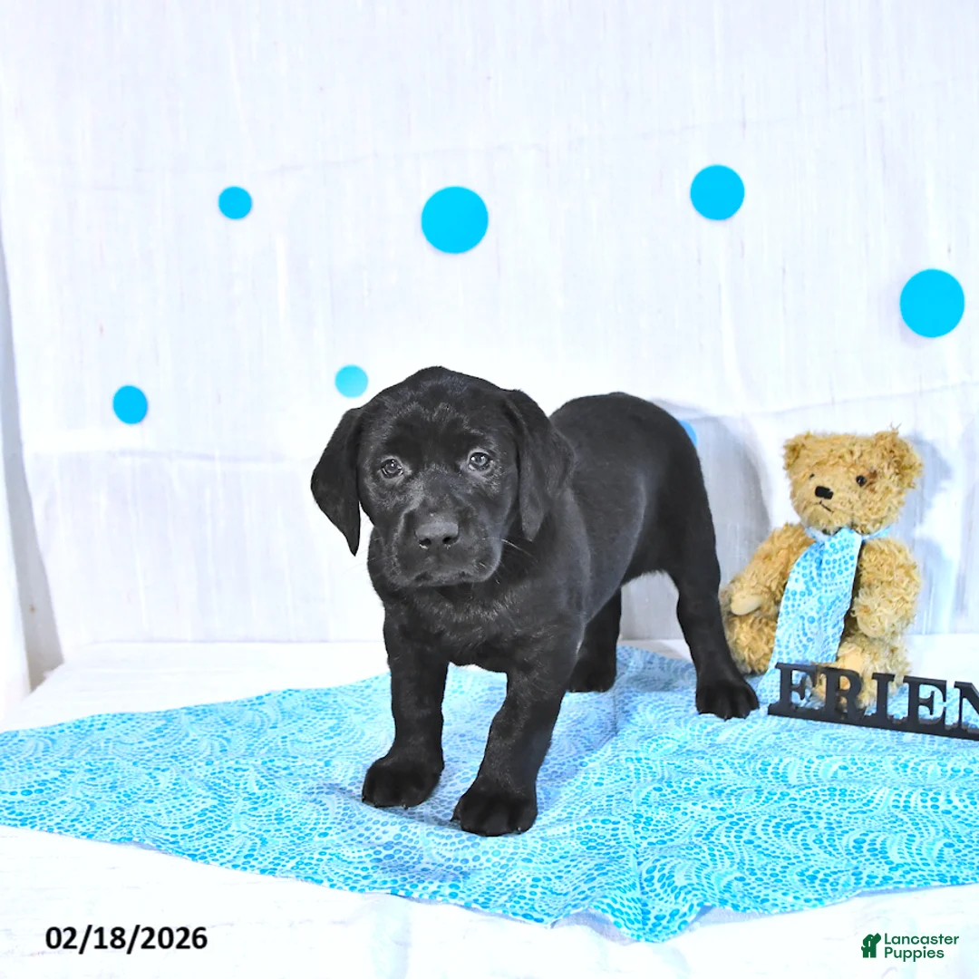 Labrador Retriever dogs for sale: Perry  - Ad 2