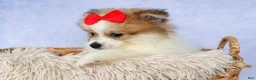 Pomeranian dogs for sale: Eric🐾 - Ad 2