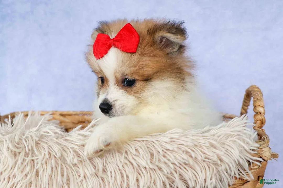 Pomeranian dogs for sale: Eric🐾 - Ad 2