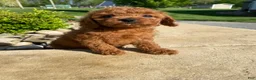 Cavapoo dogs for sale: Hazel - Ad 12