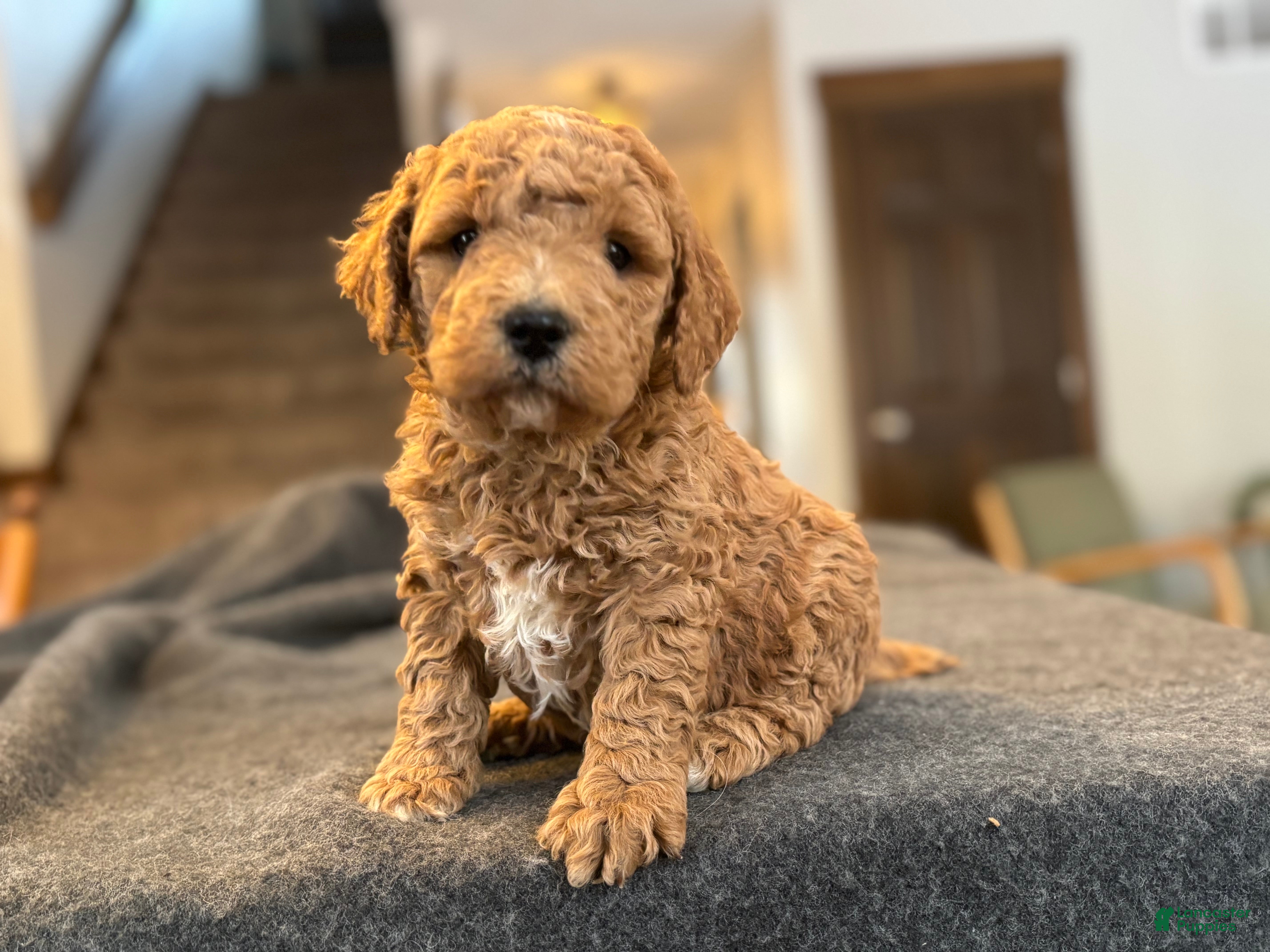 Goldendoodle dogs Mojo - Ad 13