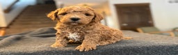 Goldendoodle dogs for sale: Mojo - Ad 1