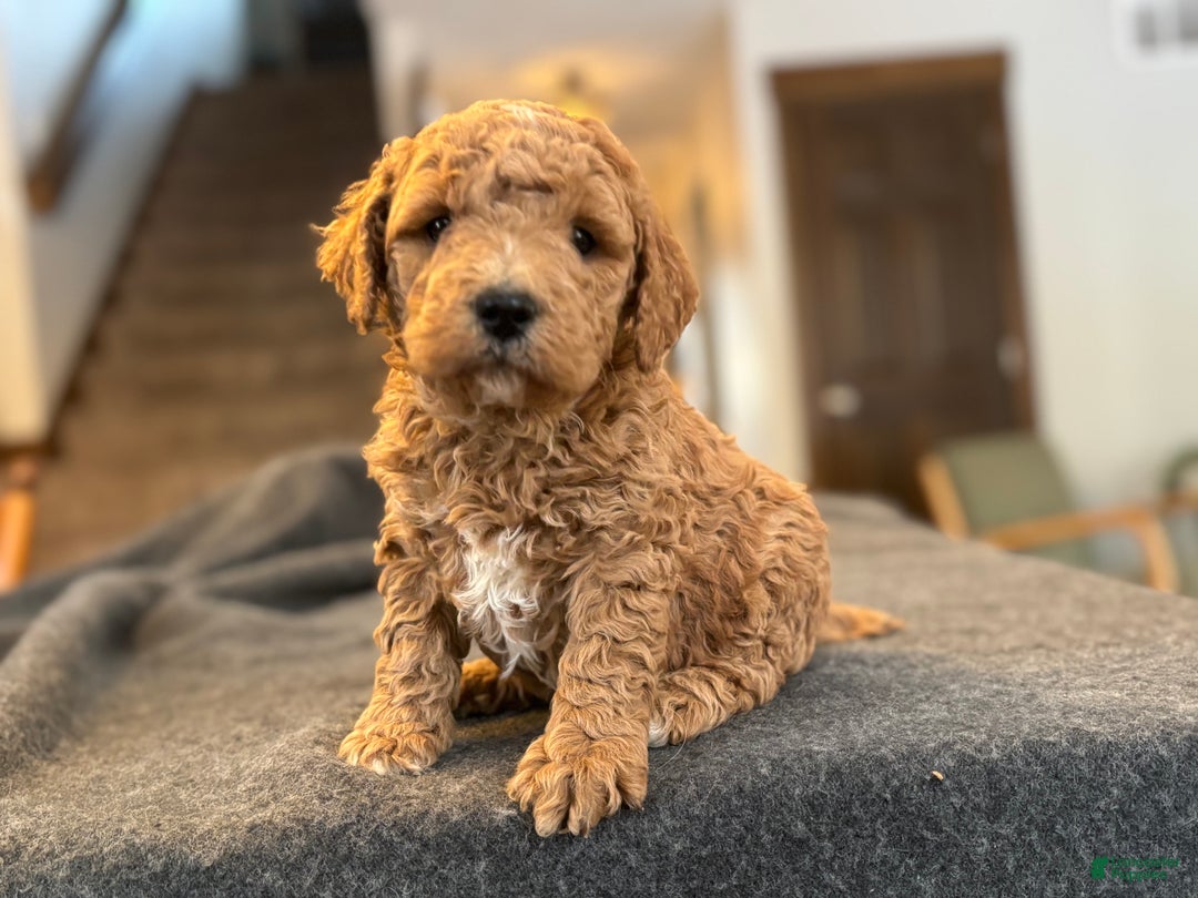 Goldendoodle dogs for sale: Mojo - Ad 1
