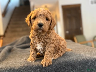Goldendoodle dogs Mojo - Ad 11
