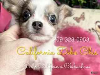 Chihuahua dogs Bluebell in California - Ad 1