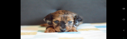 Miniature Dachshund dogs for sale: Miniature Dachshund Puppy 3 - Ad 1