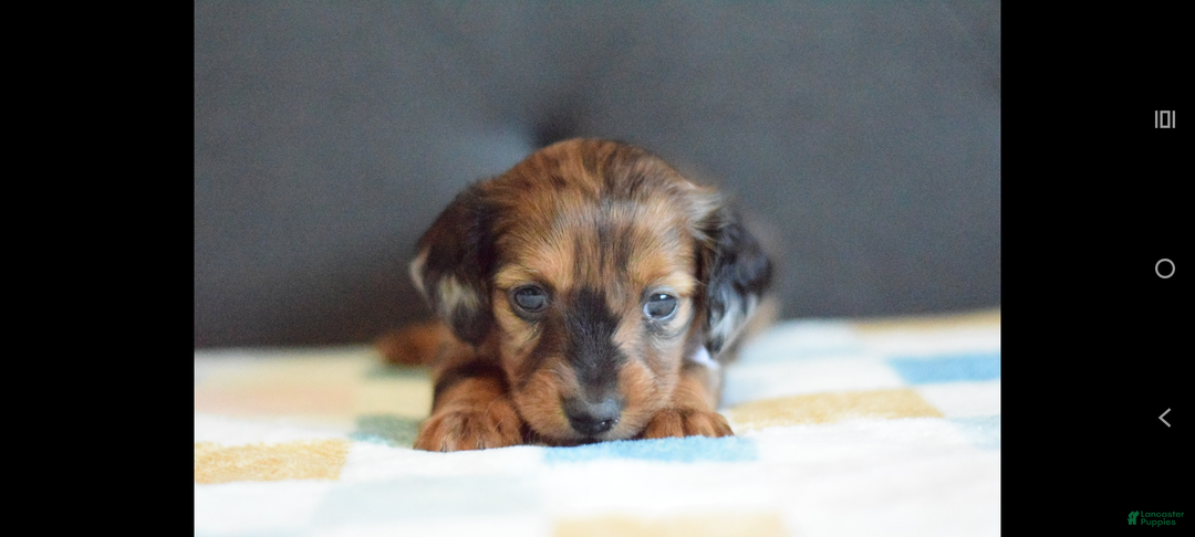 Miniature Dachshund dogs for sale: Miniature Dachshund Puppy 3 - Ad 1
