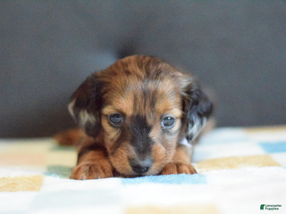 Miniature Dachshund dogs Miniature Dachshund Puppy 3 - Ad 4