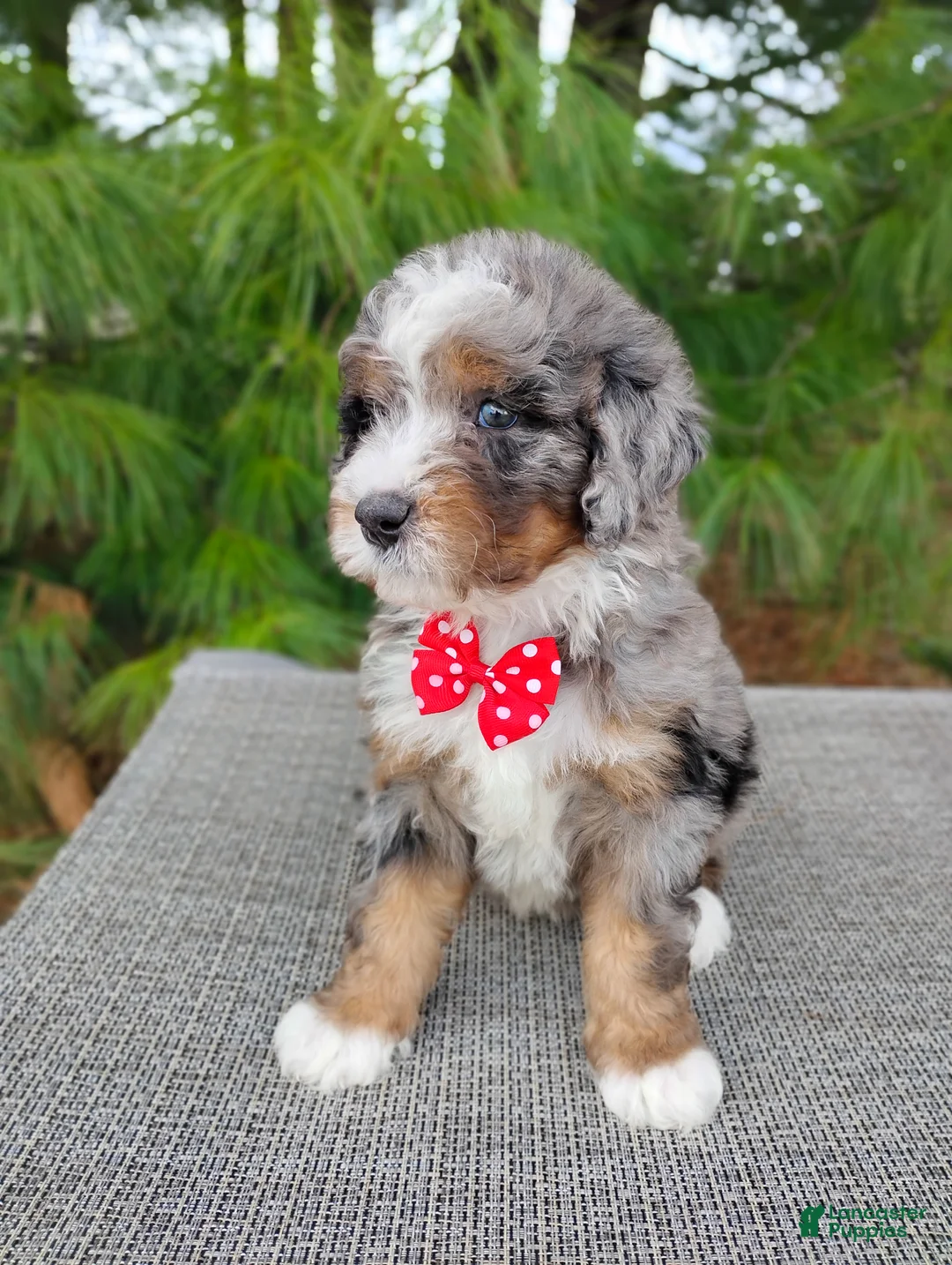 Mini Bernedoodle dogs for sale: Mini Bernedoodle Puppy 1 - Ad 1