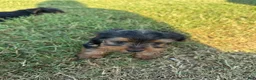 Yorkshire Terrier dogs for sale: Tiny Goliath  - Ad 4