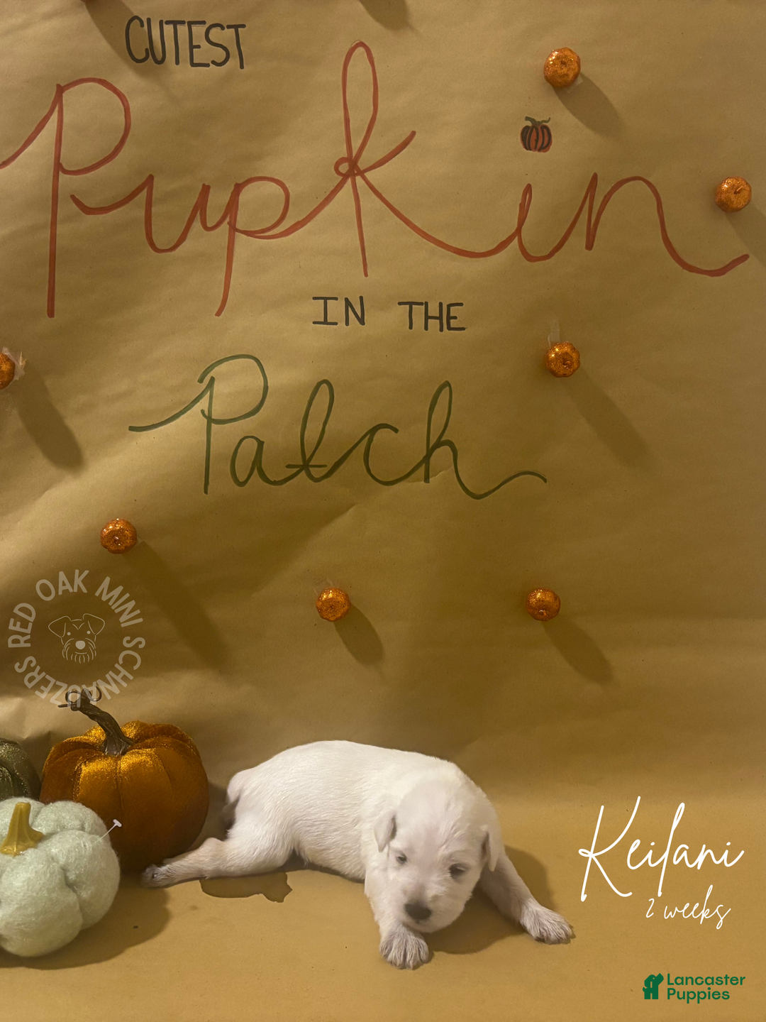 Miniature Schnauzer dogs for sale: Miniature Schnauzer Puppy 5 - Ad 3