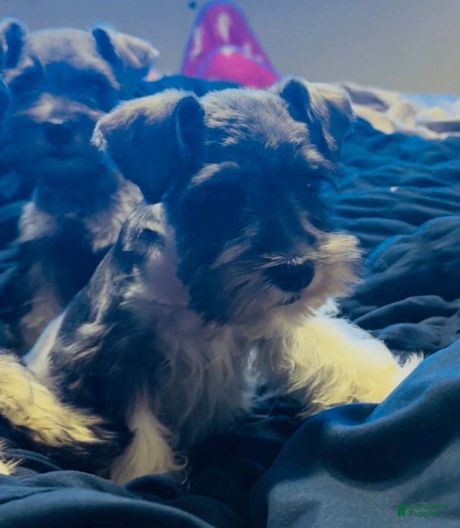 Miniature Schnauzer dogs Boy Yellow - Ad 31
