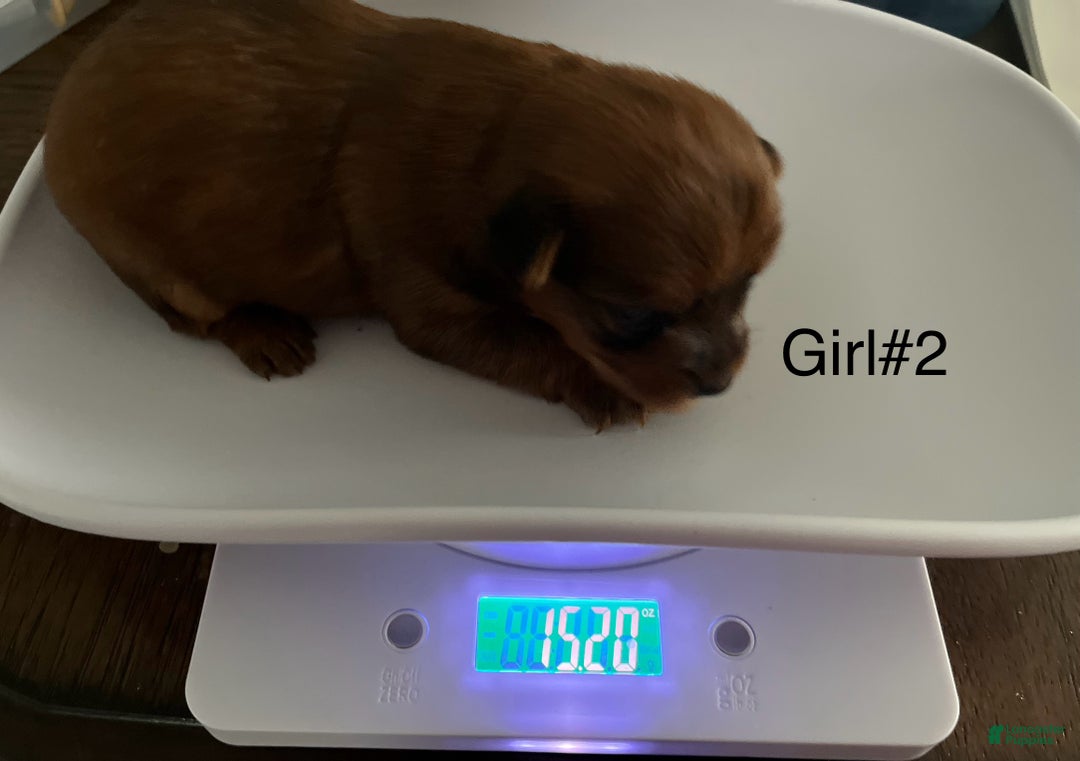 Yorkshire Terrier dogs for sale: Yorkshire Terrier Puppy 2 - Ad 2