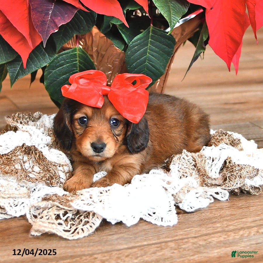 Miniature Dachshund dogs Stacey - Ad 3