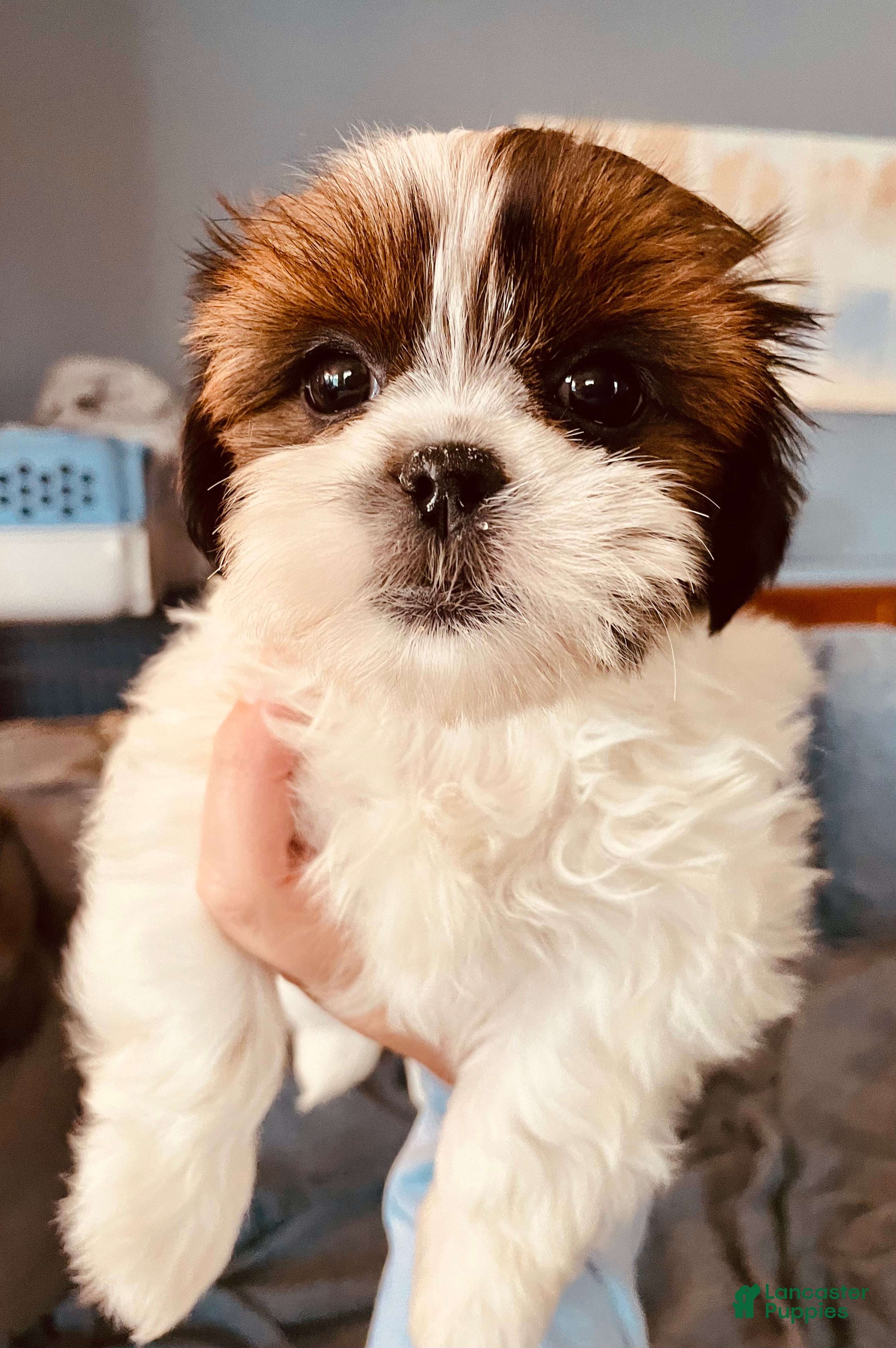 Shih Tzu dogs Little Lily - Ad 1